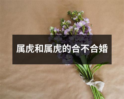 属虎和属虎的合不合婚