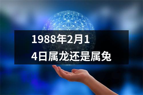 1988年2月14日属龙还是属兔