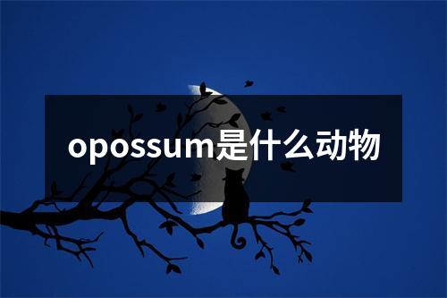 opossum是什么动物