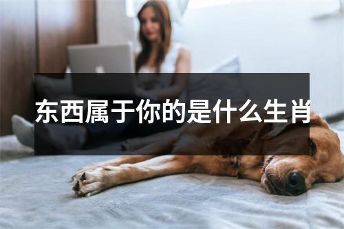 东西属于你的是什么生肖