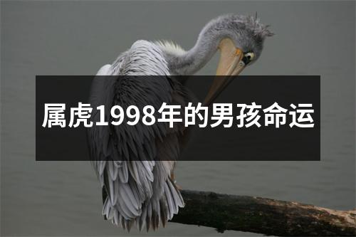 属虎1998年的男孩命运