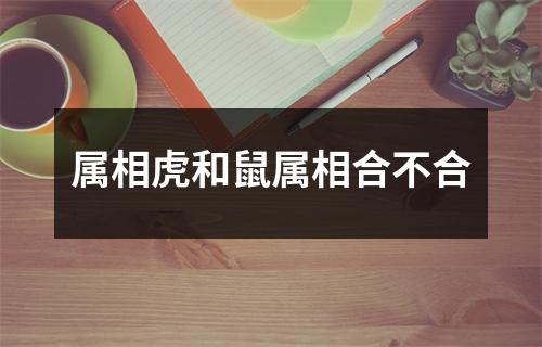 属相虎和鼠属相合不合