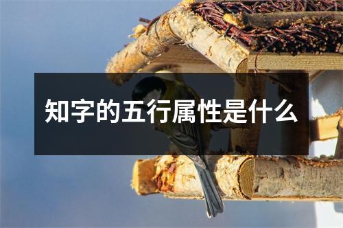 知字的五行属性是什么