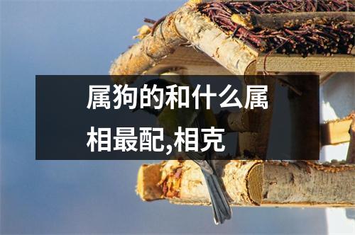 属狗的和什么属相最配,相克