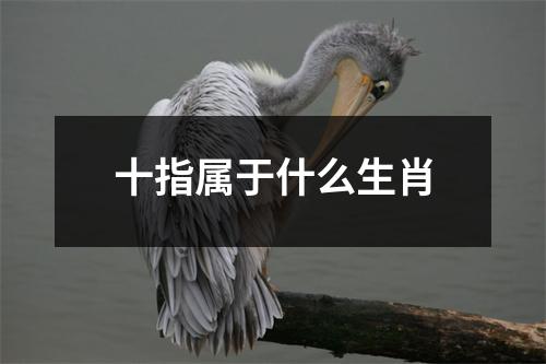 十指属于什么生肖