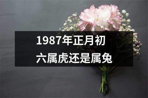 1987年正月初六属虎还是属兔