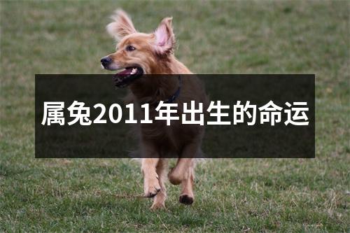 属兔2011年出生的命运