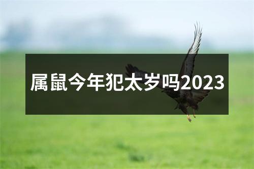 属鼠今年犯太岁吗2023