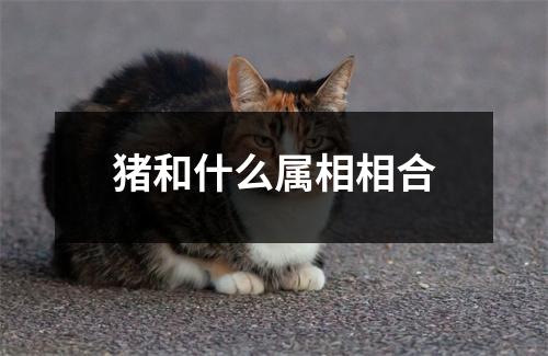 猪和什么属相相合