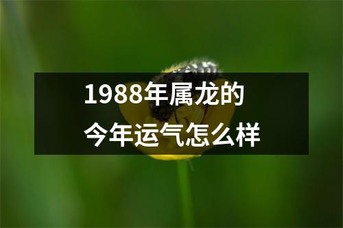 1988年属龙的今年运气怎么样