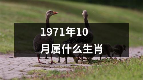 1971年10月属什么生肖