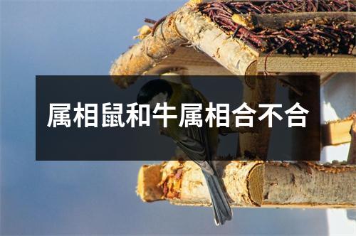 属相鼠和牛属相合不合