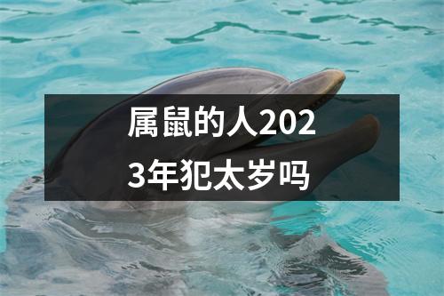 属鼠的人2023年犯太岁吗