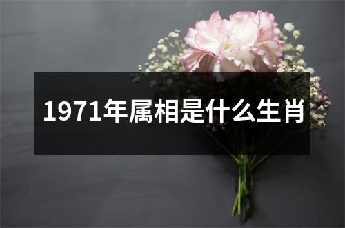 1971年属相是什么生肖