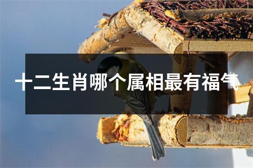 十二生肖哪个属相最有福气