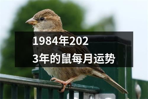 1984年2023年的鼠每月运势