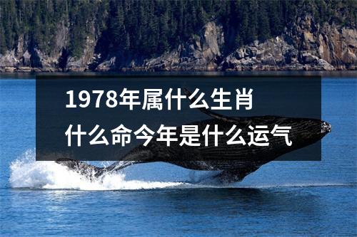 1978年属什么生肖什么命今年是什么运气