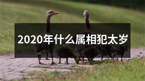 2020年什么属相犯太岁