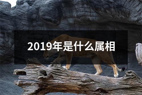 2019年是什么属相