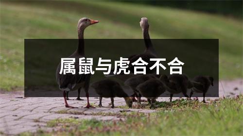 属鼠与虎合不合