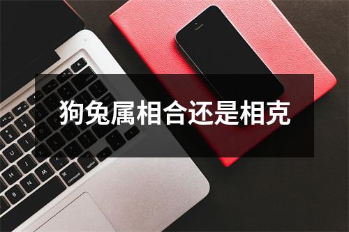 狗兔属相合还是相克