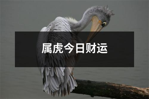 属虎今日财运