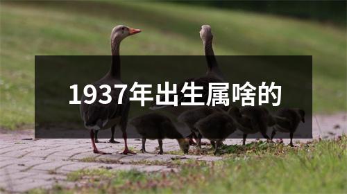 1937年出生属啥的