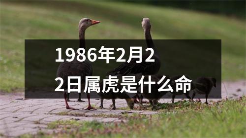 1986年2月22日属虎是什么命