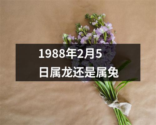 1988年2月5日属龙还是属兔