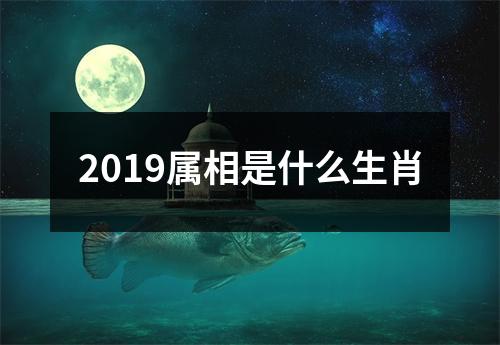 2019属相是什么生肖