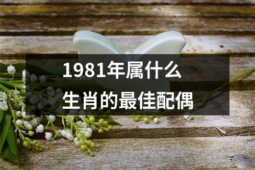 1981年属什么生肖的最佳配偶