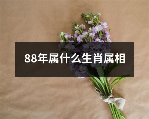 88年属什么生肖属相