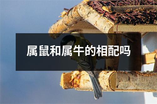 属鼠和属牛的相配吗