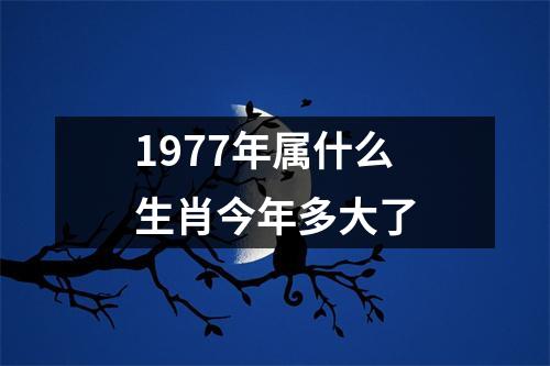 1977年属什么生肖今年多大了