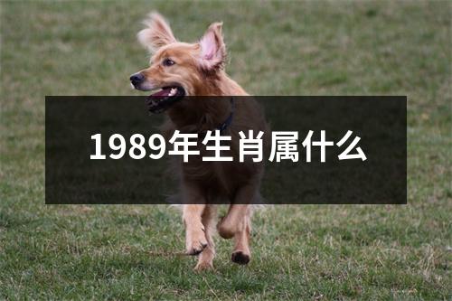 1989年生肖属什么