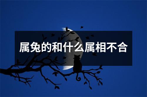 属兔的和什么属相不合