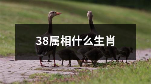 38属相什么生肖