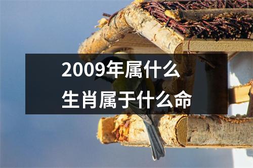 2009年属什么生肖属于什么命