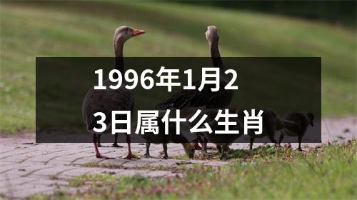 1996年1月23日属什么生肖