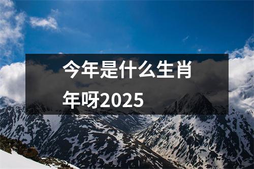 今年是什么生肖年呀2025