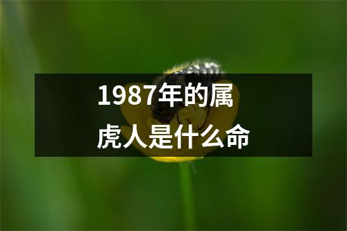 1987年的属虎人是什么命