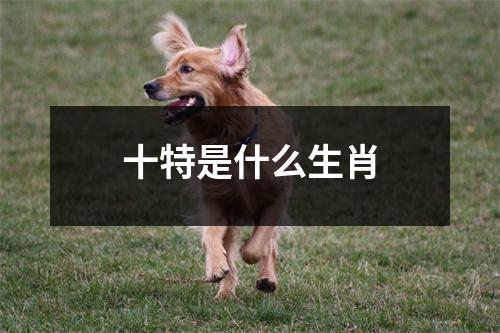 十特是什么生肖