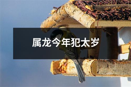 属龙今年犯太岁