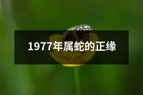 1977年属蛇的正缘