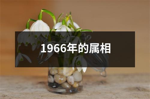 1966年的属相