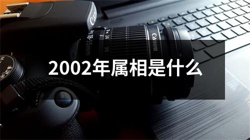 2002年属相是什么