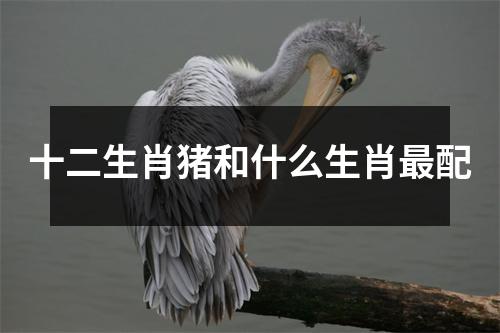 十二生肖猪和什么生肖最配