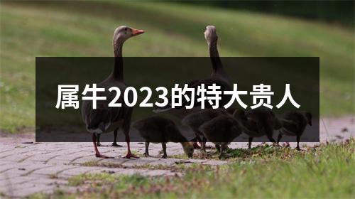 属牛2023的特大贵人