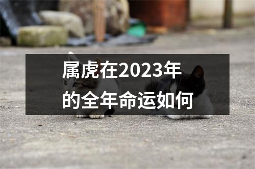 属虎在2023年的全年命运如何