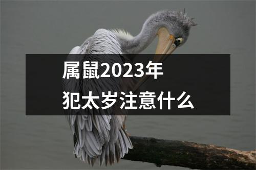 属鼠2023年犯太岁注意什么